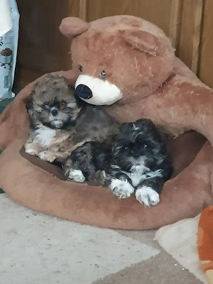 Wunderschöne Shih Tzu Welpen