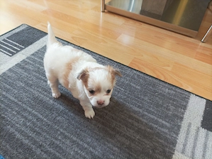 Süßer Chihuahua-Pomchi Welpe Rüde sucht ein neues liebevolles Zuhause  Bild 2