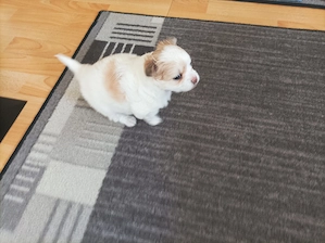 Süßer Chihuahua-Pomchi Welpe Rüde sucht ein neues liebevolles Zuhause  Bild 3