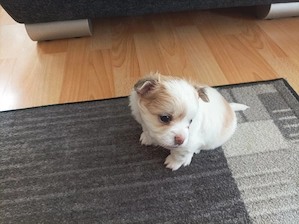 Süßer Chihuahua-Pomchi Welpe Rüde sucht ein neues liebevolles Zuhause  Bild 4