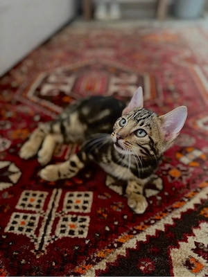 BKH Bengal-Mix Kater abzugeben   