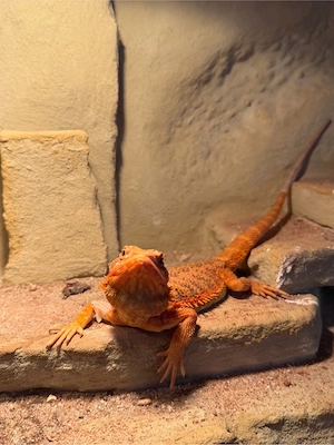 2 Bartagame 