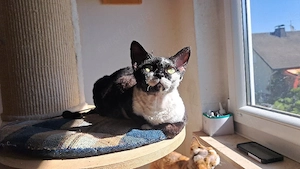 sehr liebes Mädchen1,5 Jahre alt, Devon Rex  Bild 3