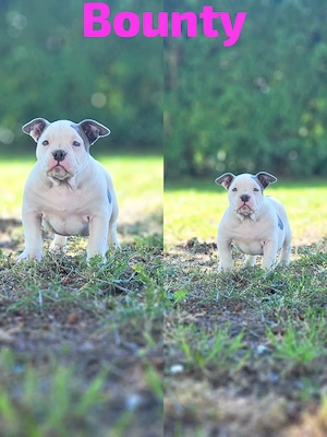 American Pocket Bully Welpen( Transport möglich)