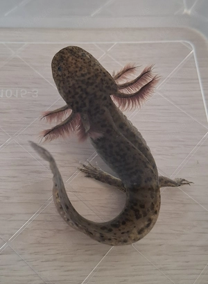 Axolotl Copper 13cm groß 