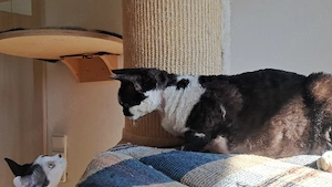 sehr liebes Mädchen1,5 Jahre alt, Devon Rex  Bild 7