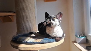 sehr liebes Mädchen1,5 Jahre alt, Devon Rex  Bild 5