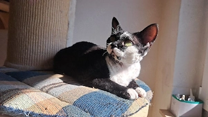 sehr liebes Mädchen1,5 Jahre alt, Devon Rex  Bild 6