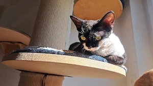 sehr liebes Mädchen1,5 Jahre alt, Devon Rex  Bild 4