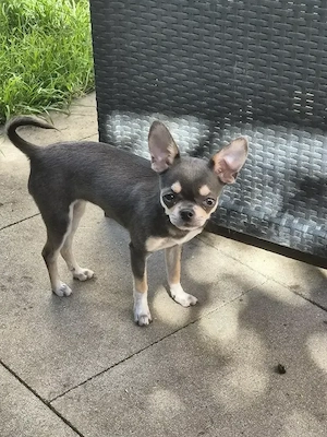 Chihuahua blue and tan Mädchen 