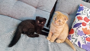 3 süße bkh mix kitten