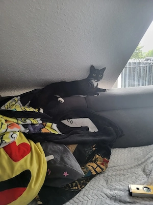 Kater sucht ein liebevolles zuhause