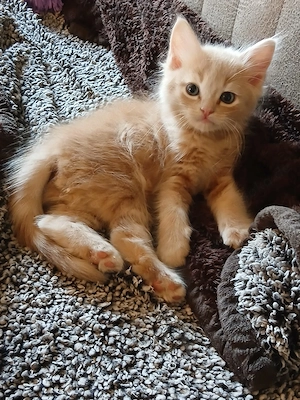 Reinrassige Ragdoll   Cherubim Kitten
