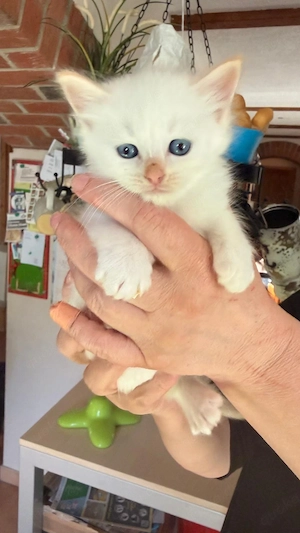 Reinrassige Ragdoll   Cherubim Kitten