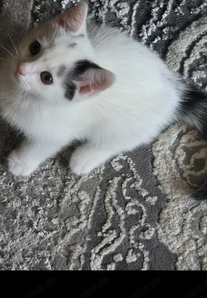 Hallo liebe Katzenfreunde,  wir verkaufen diesen bildschönen, schwarz-weißen Katerbub. Er ist ein ri