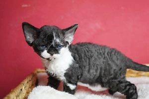 sehr liebes Mädchen1,5 Jahre alt, Devon Rex  Bild 2