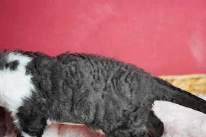 sehr liebes Mädchen1,5 Jahre alt, Devon Rex  Bild 8