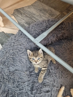 babykatzen 