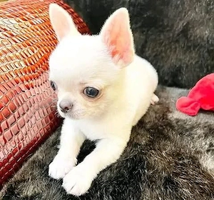 chihuahua welpe