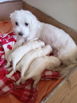Bichon Malteser Toys (mini)