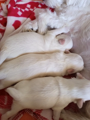 Wurf Bichon Malteser Toys (mini) Bild 4