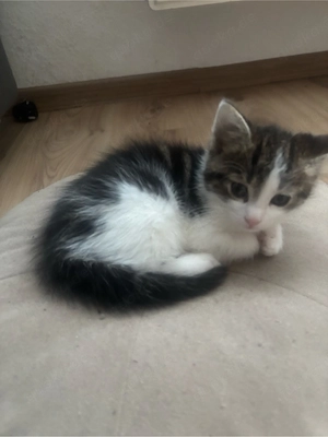wunderschöne babykatzen ab sofort