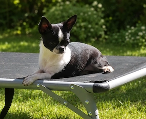 Zarte KH Chihuahua Junghündin mit Ahnentafel  Bild 2