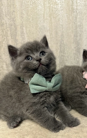 Kitten BKH