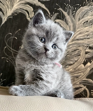 Kitten BKH