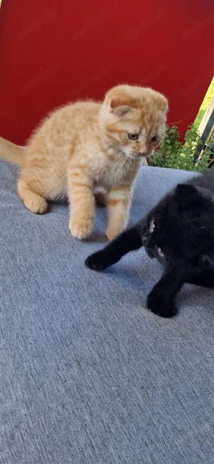 Bkh kitten 