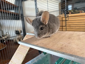 2 liebe Chinchillas inkl. Käfig in artgerechte Haltung abzugeben (mit Schutzgebühr)