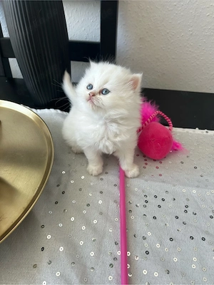 Perserkatze