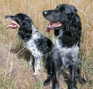 Einmalig in Deutschland: Reinrassige Russische Jagdspaniel (Spaniel) -Welpen Bild 10