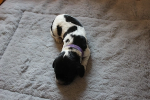 Einmalig in Deutschland: Reinrassige Russische Jagdspaniel (Spaniel) -Welpen Bild 7
