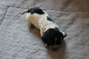 Einmalig in Deutschland: Reinrassige Russische Jagdspaniel (Spaniel) -Welpen Bild 6