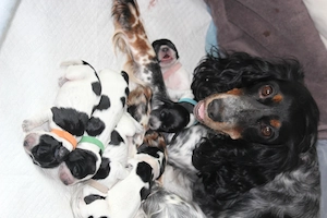 Einmalig in Deutschland: Reinrassige Russische Jagdspaniel (Spaniel) -Welpen