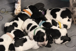 Einmalig in Deutschland: Reinrassige Russische Jagdspaniel (Spaniel) -Welpen Bild 2