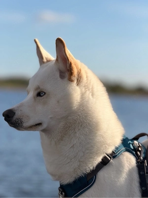Ghost sucht neues Zuhause 