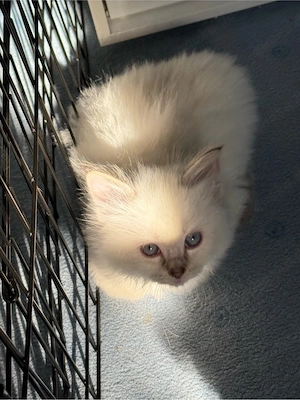 heilige Birma x Ragdoll Kitten - noch 1 Kater frei! Bild 4