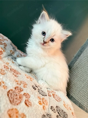 heilige Birma x Ragdoll Kitten - noch 1 Kater frei! Bild 2