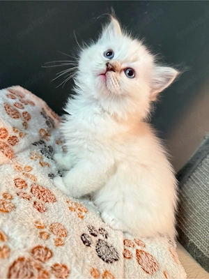 heilige Birma x Ragdoll Kitten - noch 1 Kater frei! Bild 3