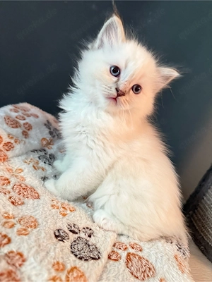 Heilige Birma - Ragdoll Kitten - nur noch 1 Kater zu vergeben