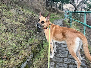 Chen sucht ein Zuhause