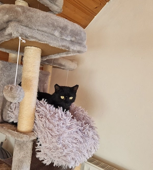 Uny, 2 Jahre, super als Zweitkatze Bild 3