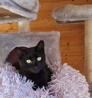 Uny, 2 Jahre, super als Zweitkatze Bild 2