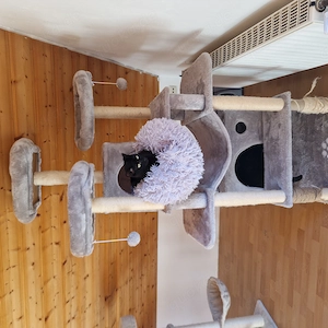Uny, 2 Jahre, super als Zweitkatze Bild 4