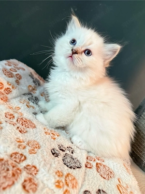 Heilige Birma x Ragdoll Kitten - nur noch 1 Kater frei!