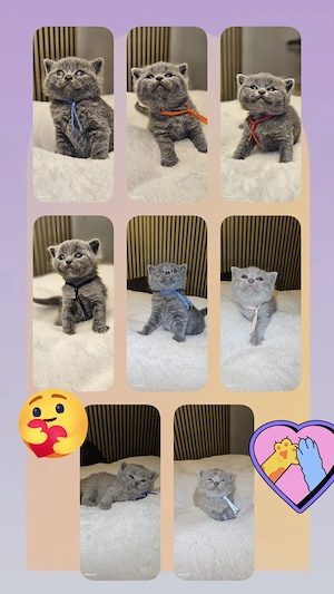 Reinrassige Bkh Kitten