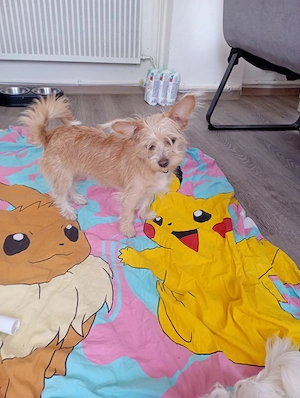 Hundewelpen zu verkaufen 