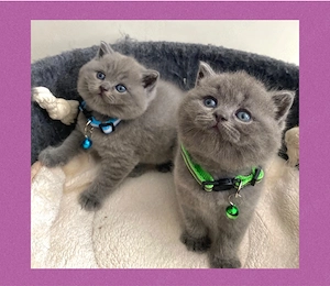 Reinrassige BKH Kitten in Blue